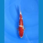Kohaku gindrin 23 cm