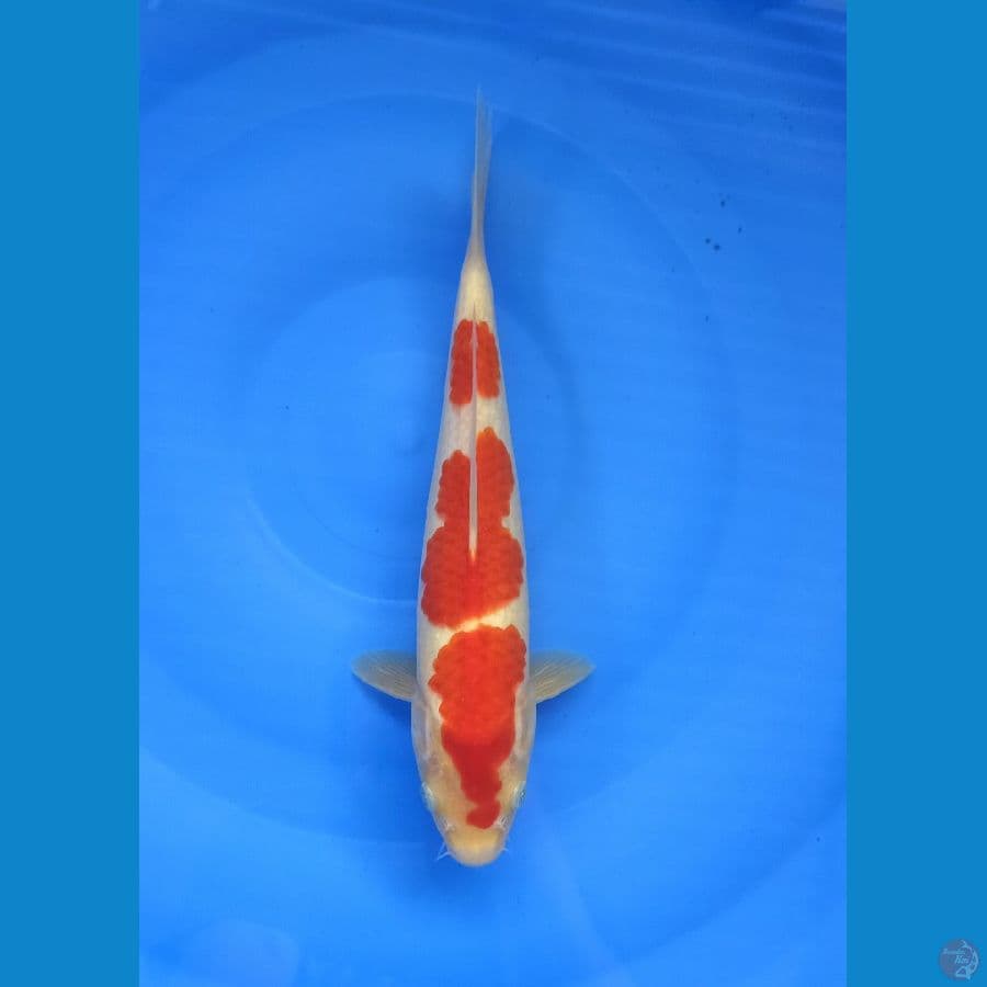Kohaku 29 cm