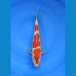 Kohaku 29 cm
