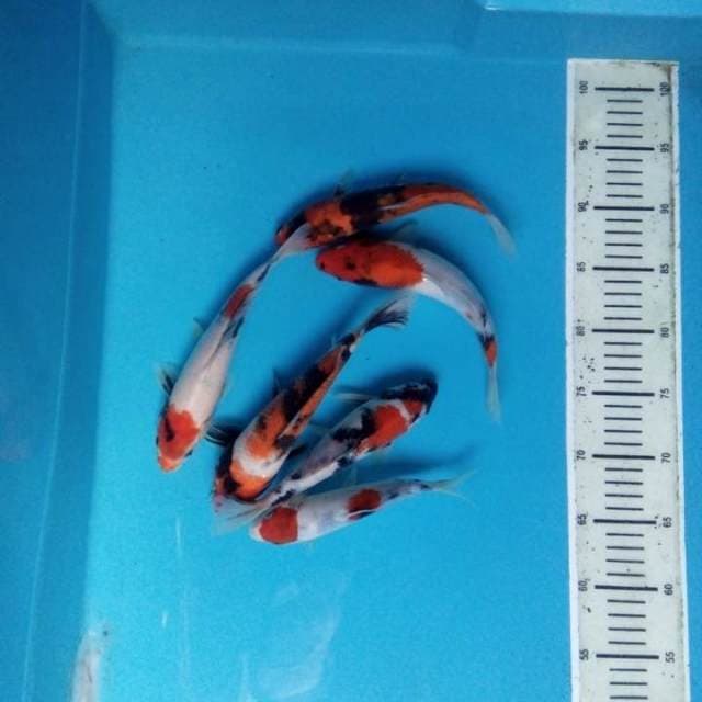 Mix koi 6 ekor