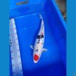 Sanke doitsu F43cm 