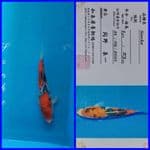 Sanke Import 