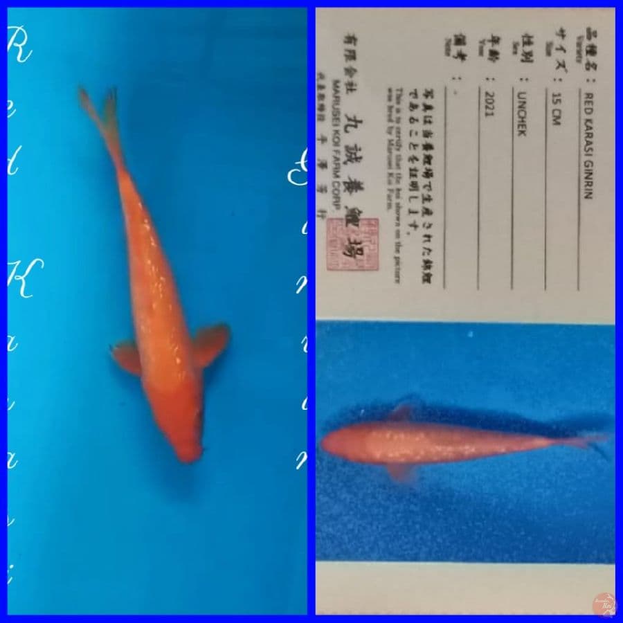 27cm Red Karasi Import