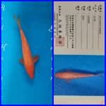 27cm Red Karasi Import