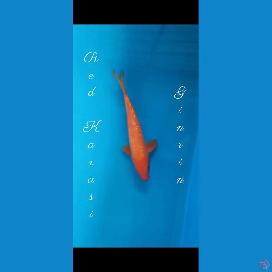 27cm Red Karasi Import