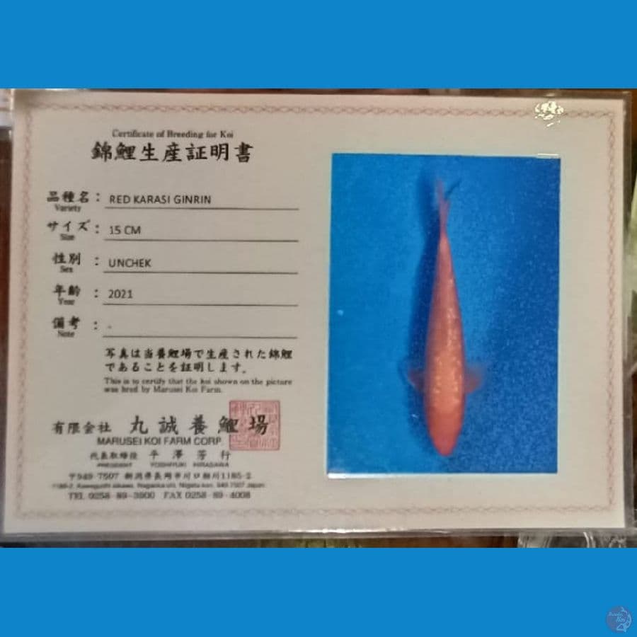 27cm Red Karasi Import