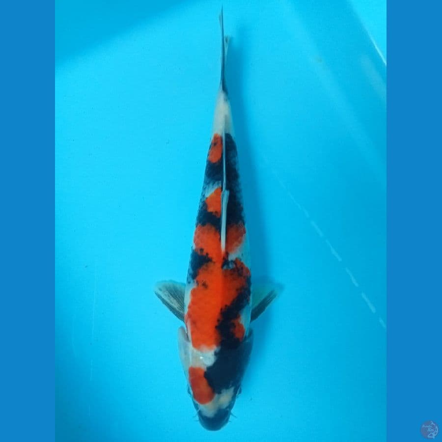 showa 25 cm