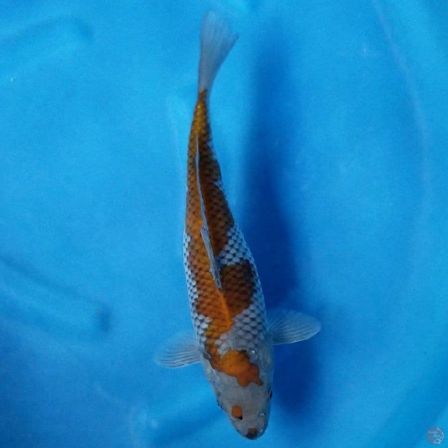 INAZUMA OCHIBA 35 CM