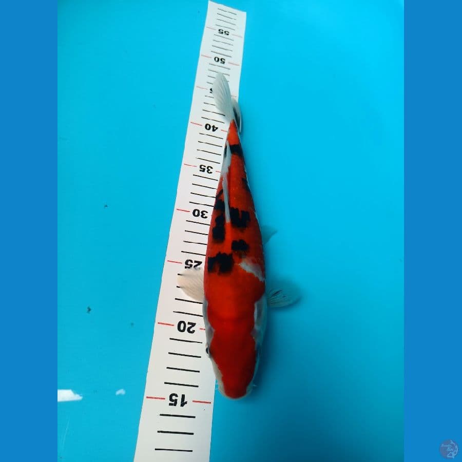 Sanke 29cm