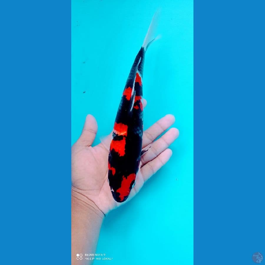 showa Show Quality 27 cm 