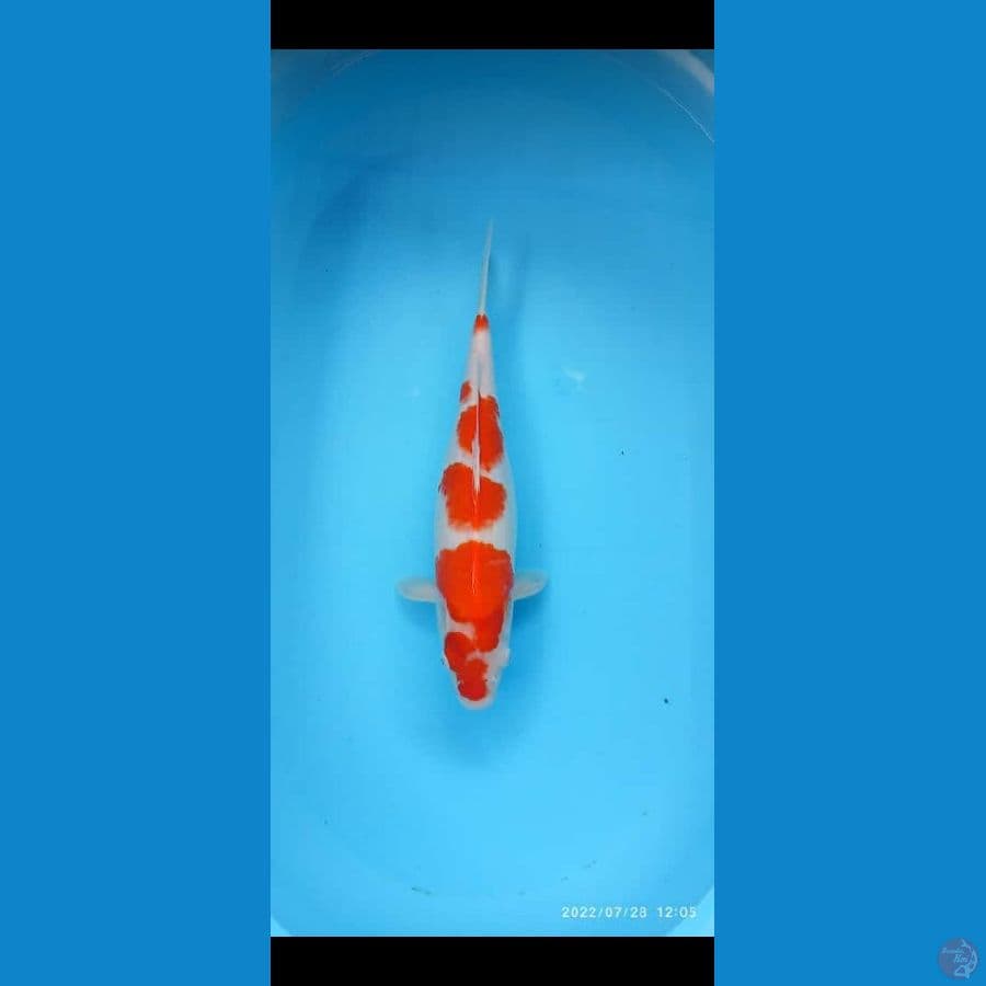 KOHAKU ORIGINAL 3 STEP 38 CM 