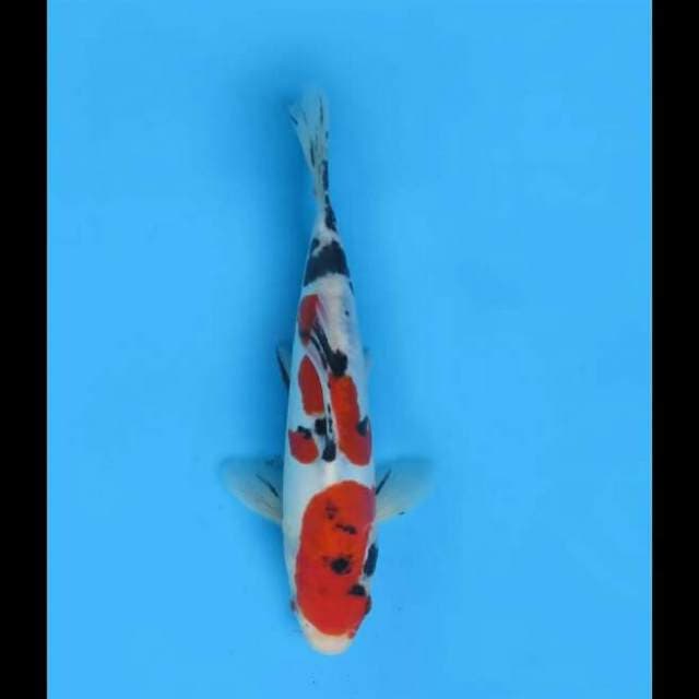 23cm Male - Sanke Doitsu Murni