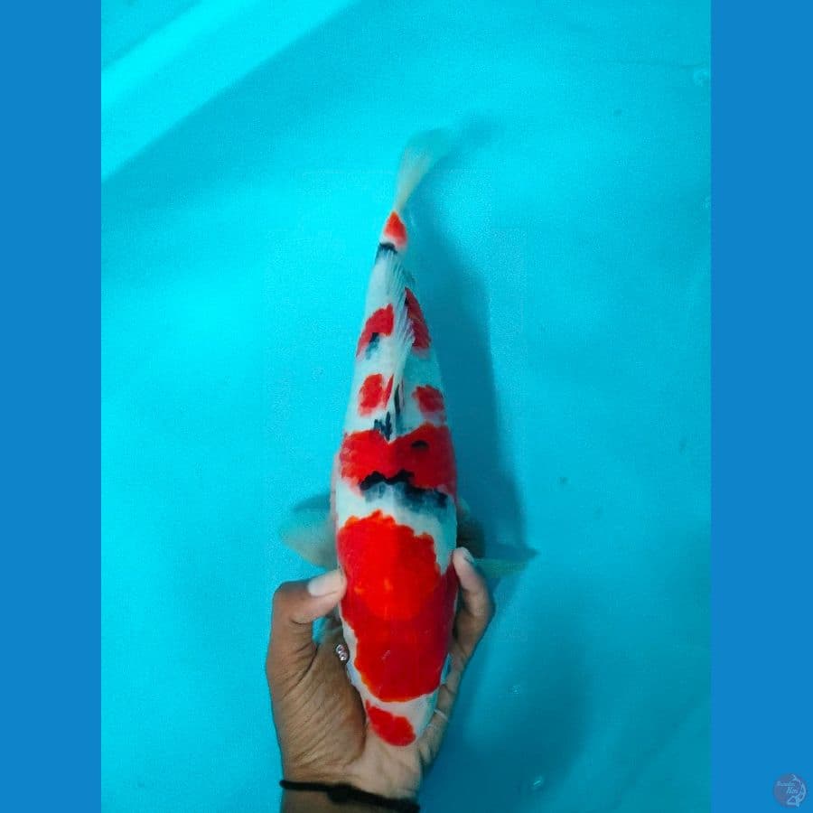 HQ Sanke Male-35cm