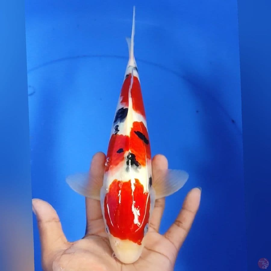 SANKE 30CM