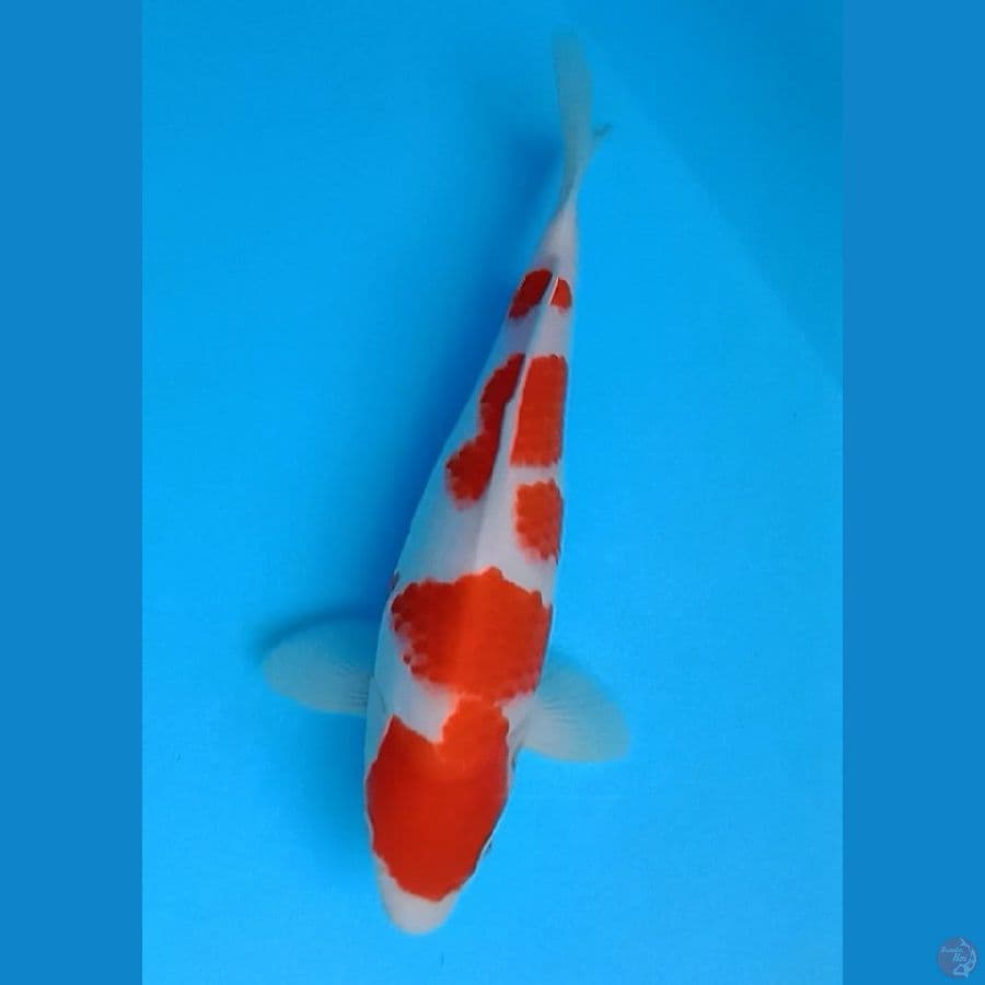 Kohaku
