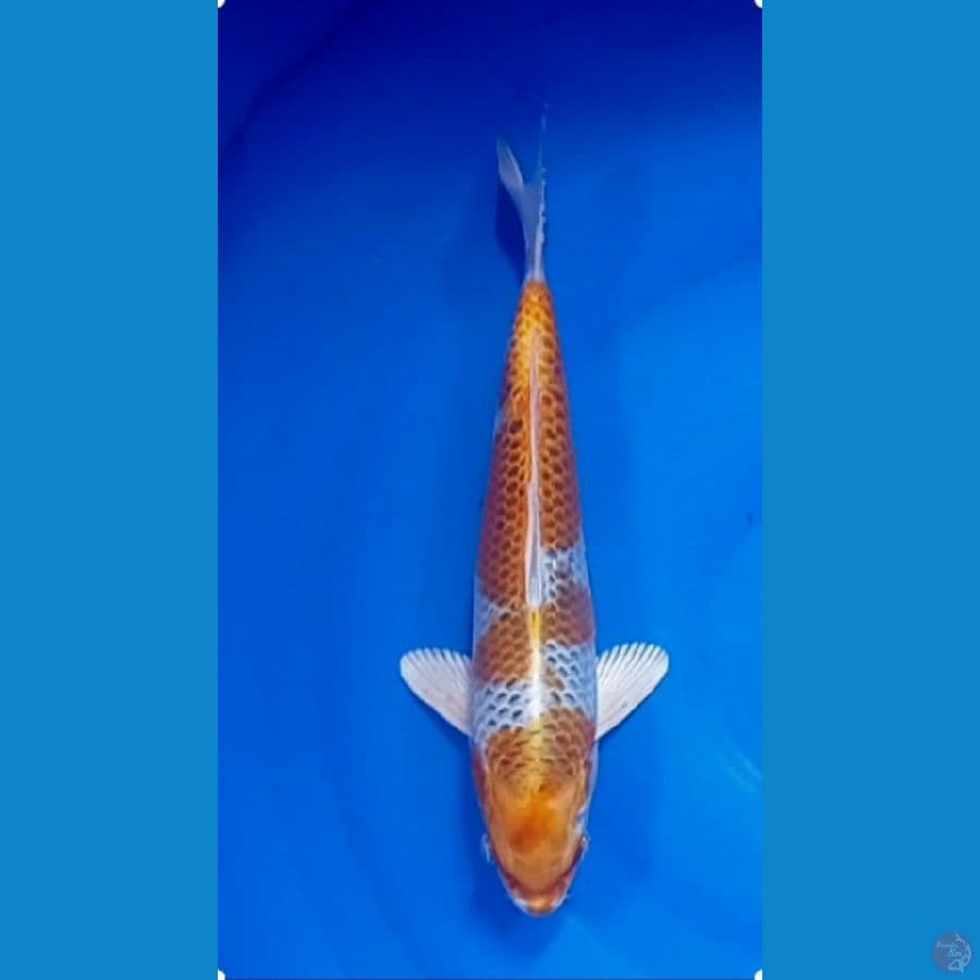 31 cm kujaku