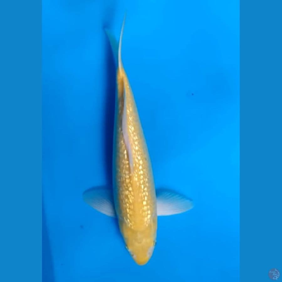 karashi Ginrin Berpunuk