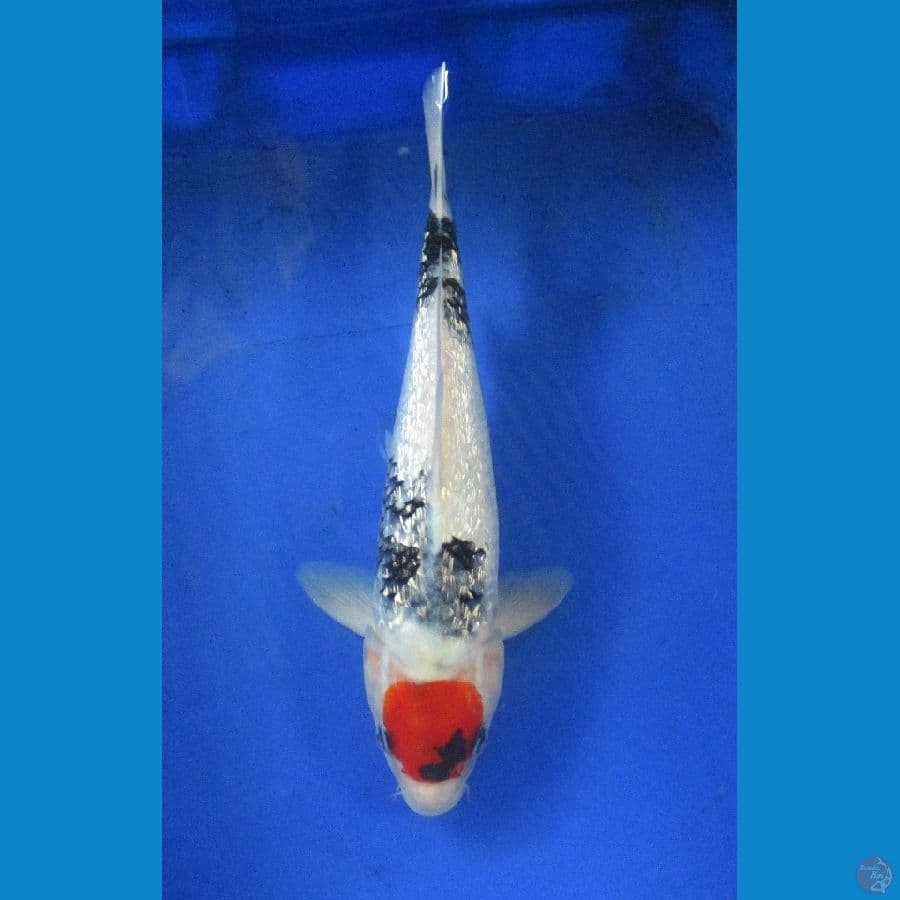 tancho ginrin ±35cm