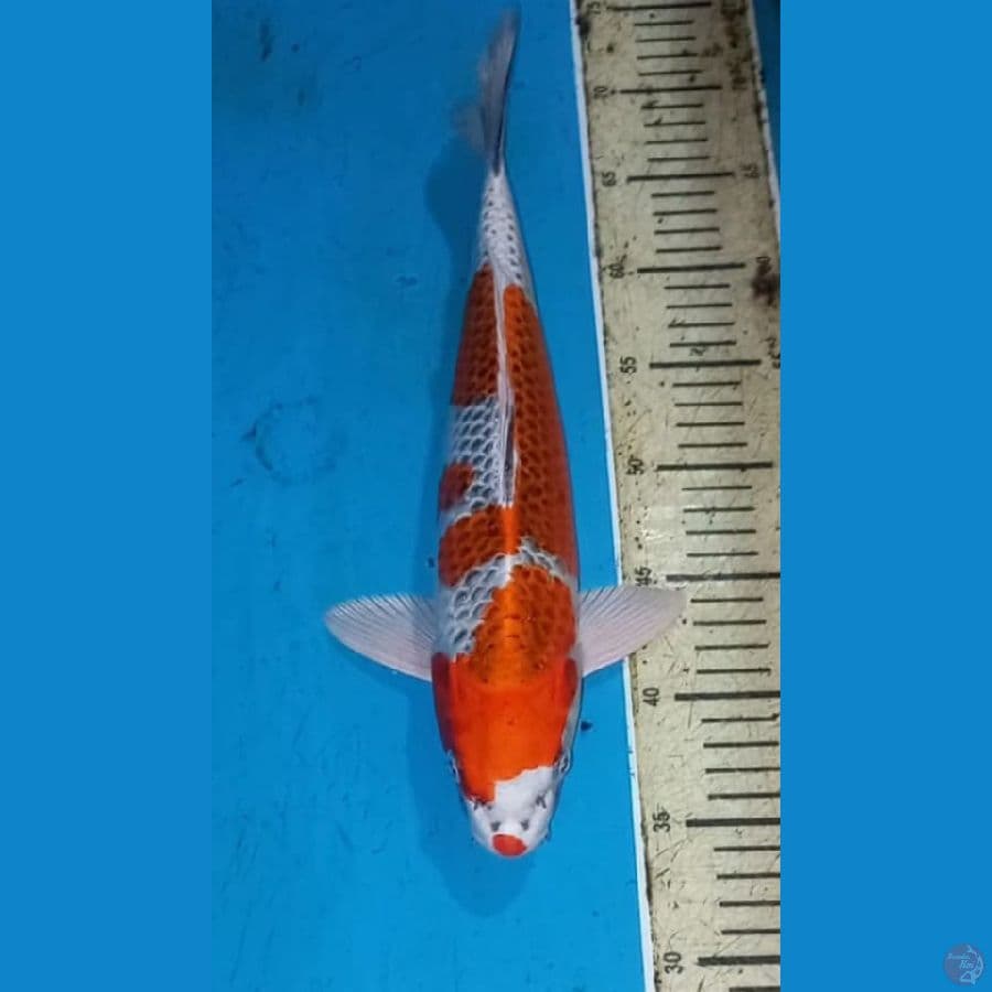 Kujaku 35cm male
