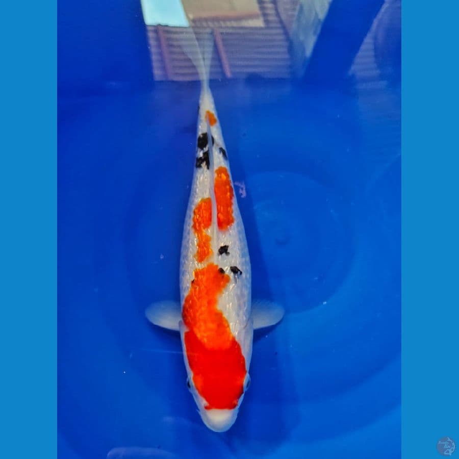 sanke ginrin 33cm 