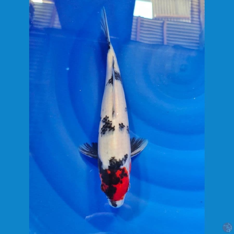 tanco showa male 35cm