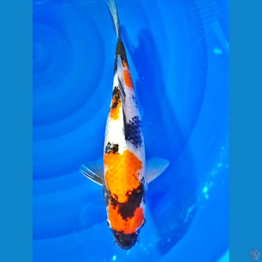 showa 39cm