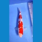 KOHAKU SQ 25 CM DOITSU ORIGINAL 