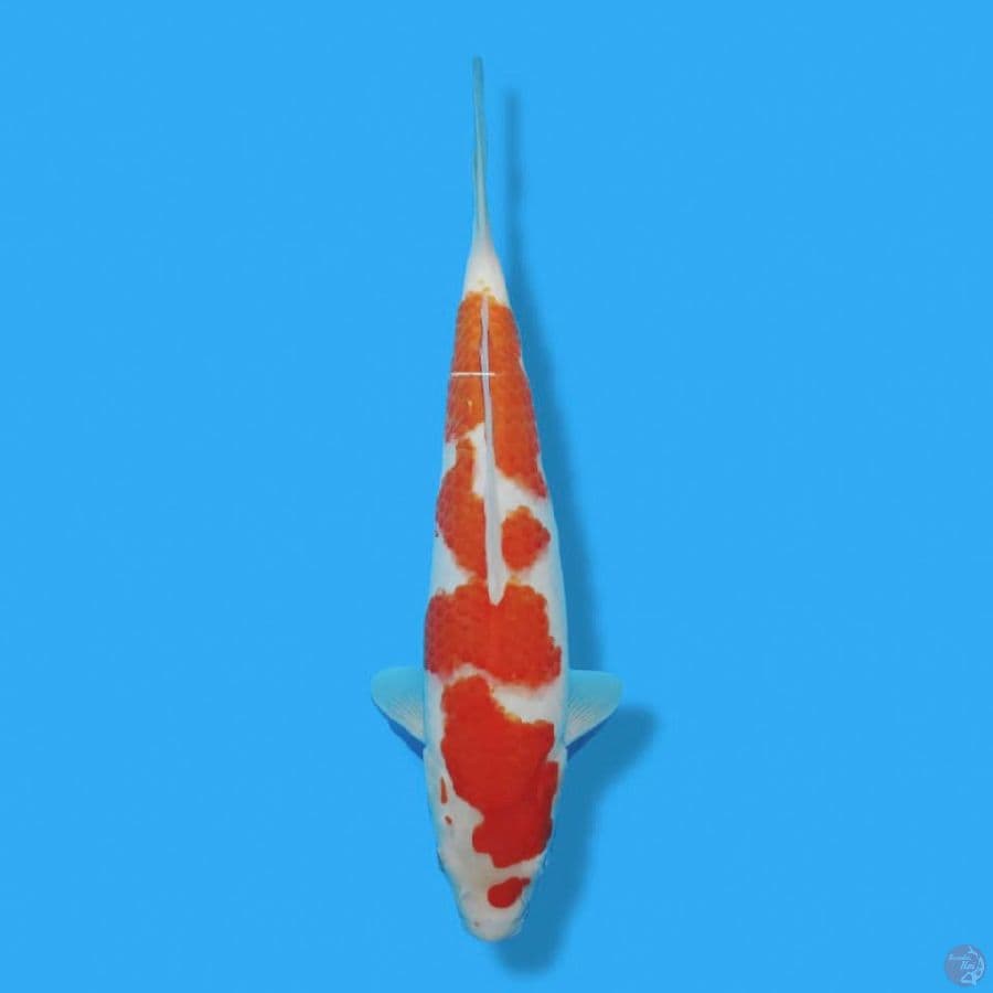 KOHAKU 32CM