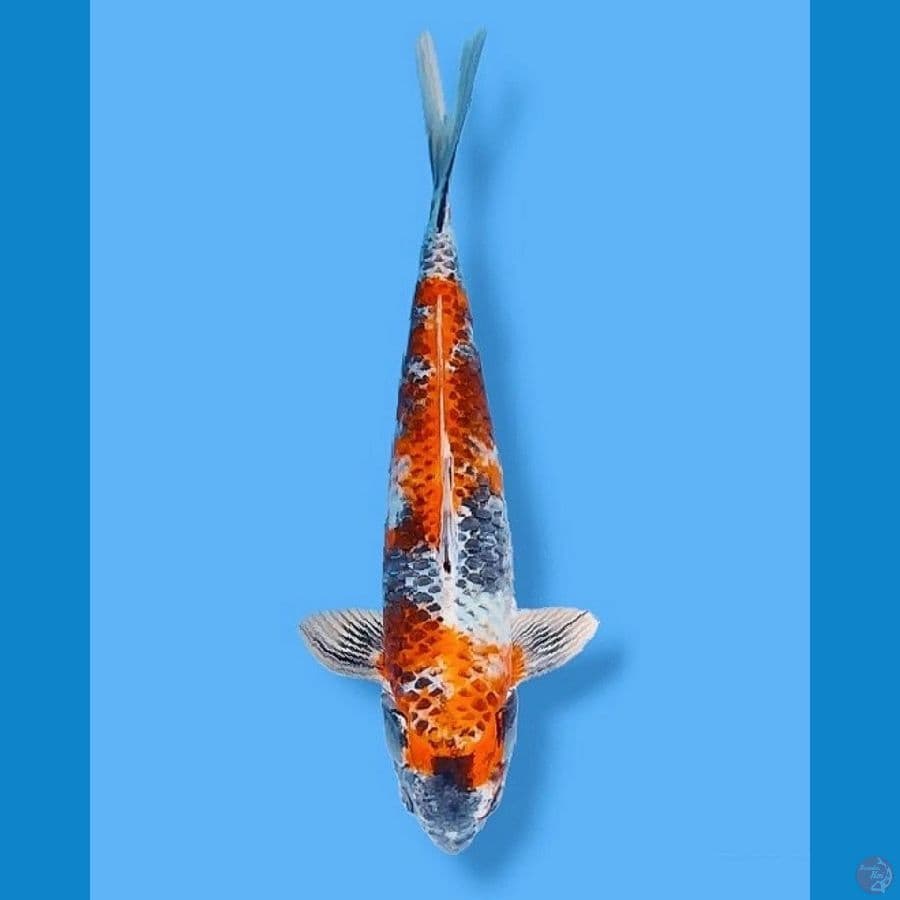 kinShowa 43CM Male