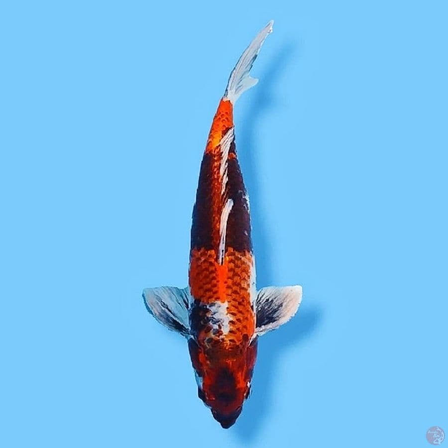 kinshowa 45CM Male