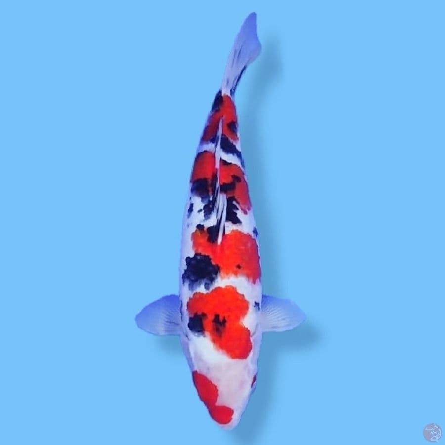 Sanshoku 40CM FM