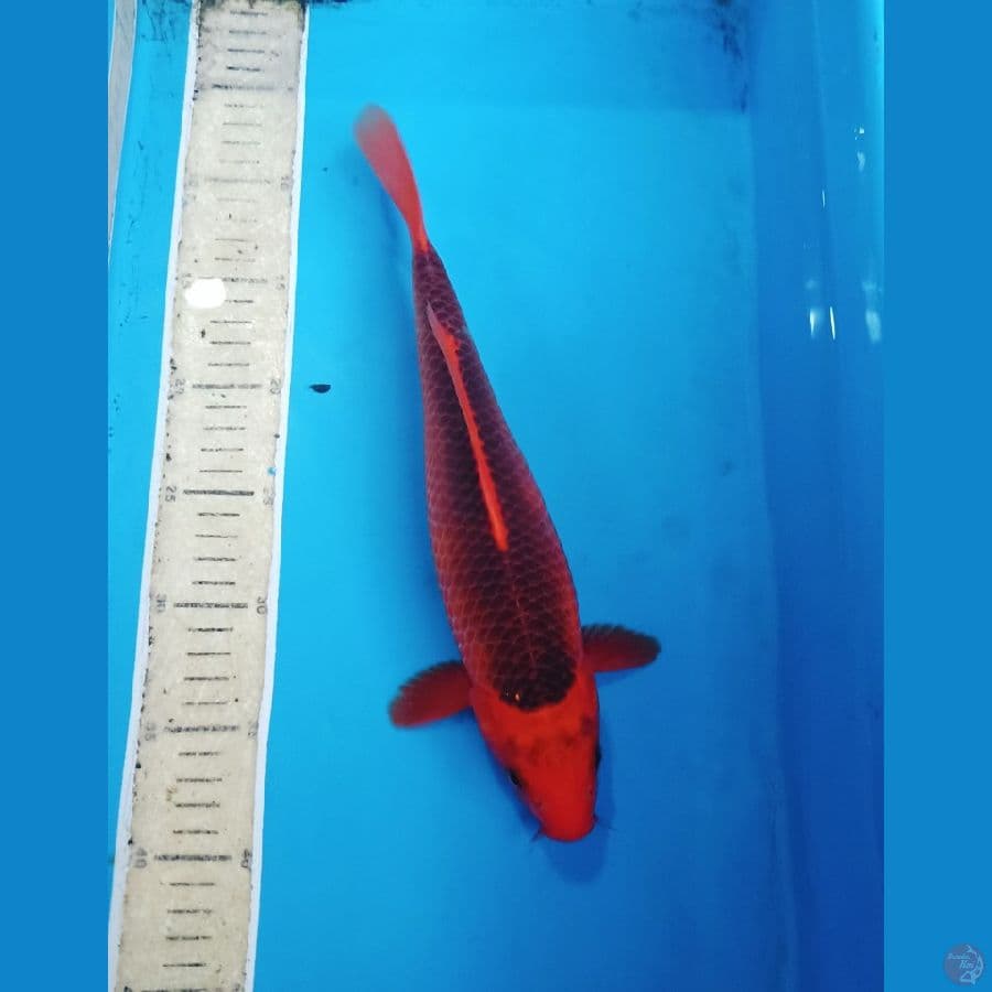 Akamatsuba sq super red 30up