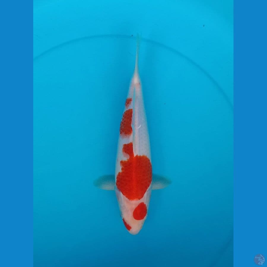 Kohaku Breeder AKF // FM28cm