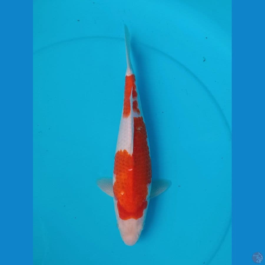 04. Kohaku Breeder AKF // FM30cm