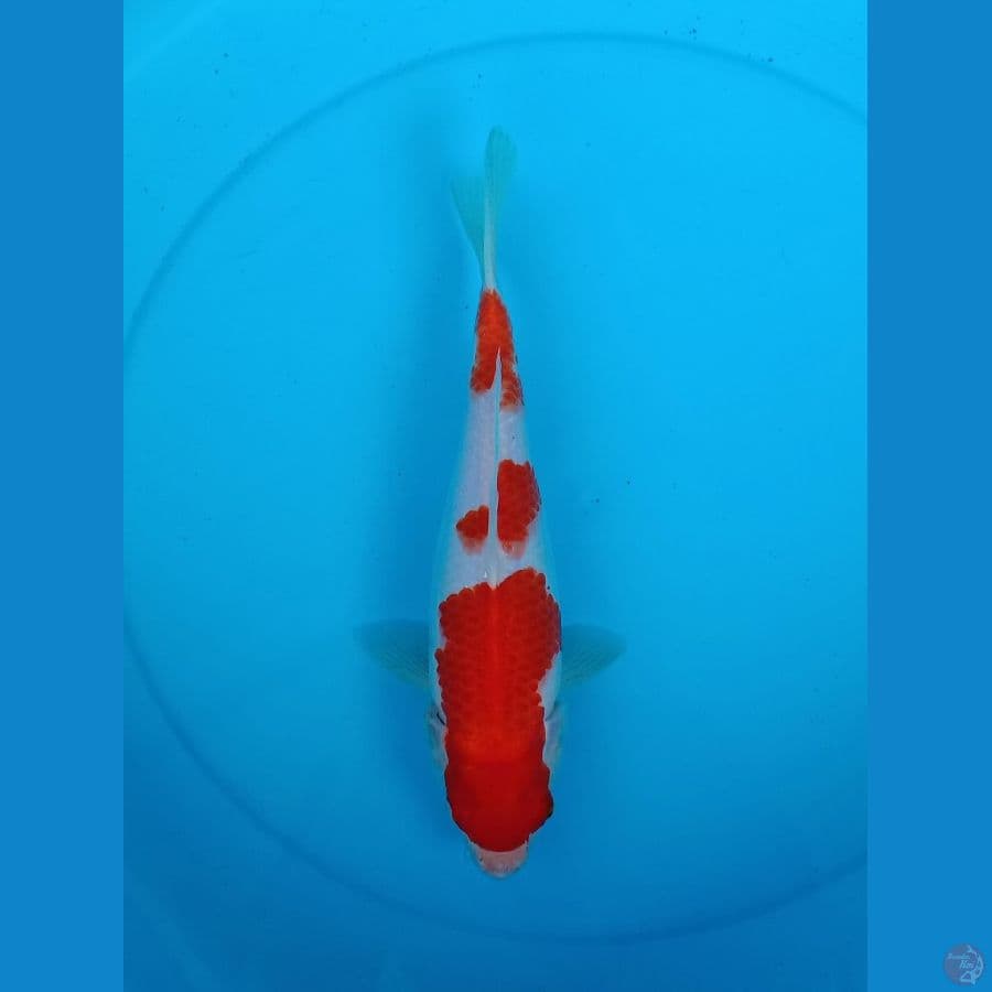 06. Kohaku // FM31cm
