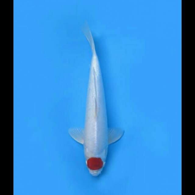 34cm - Tancho Hikari Koleksi 