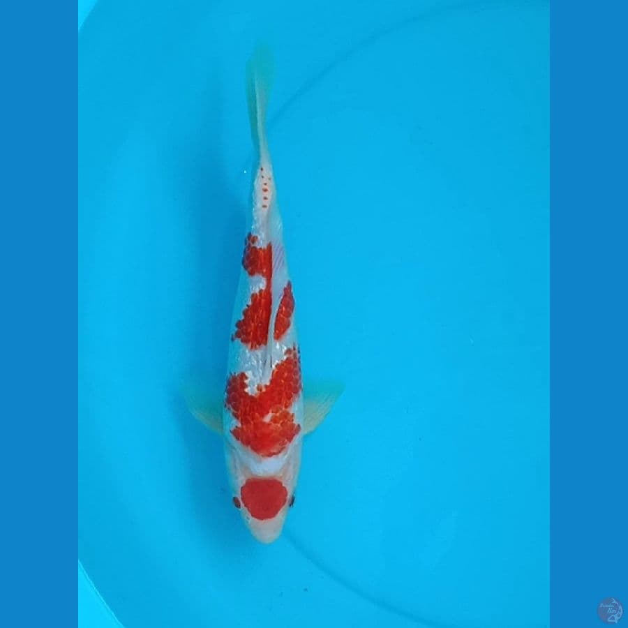 07. Kohaku Kanoko // M31cm