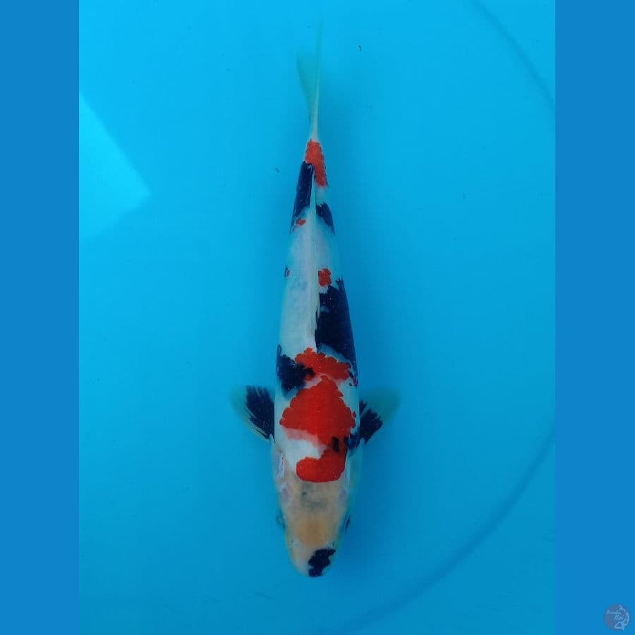 08. Showa Tategoi // M28cm