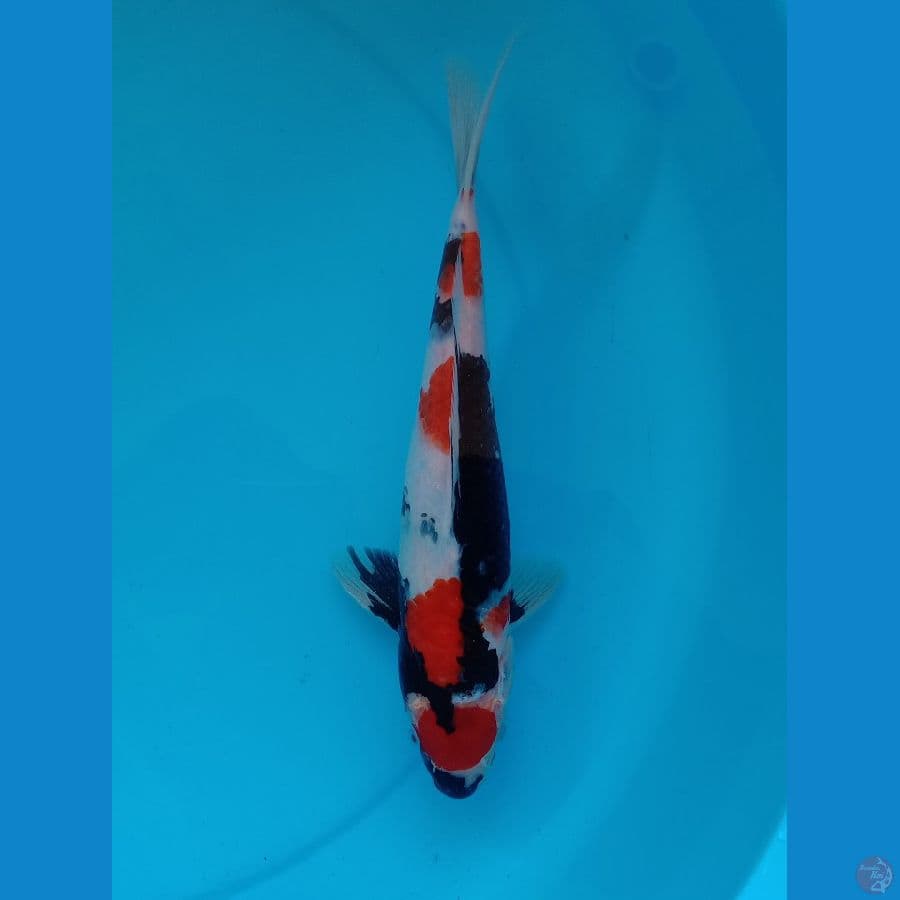 09. Showa Tategoi // M30cm
