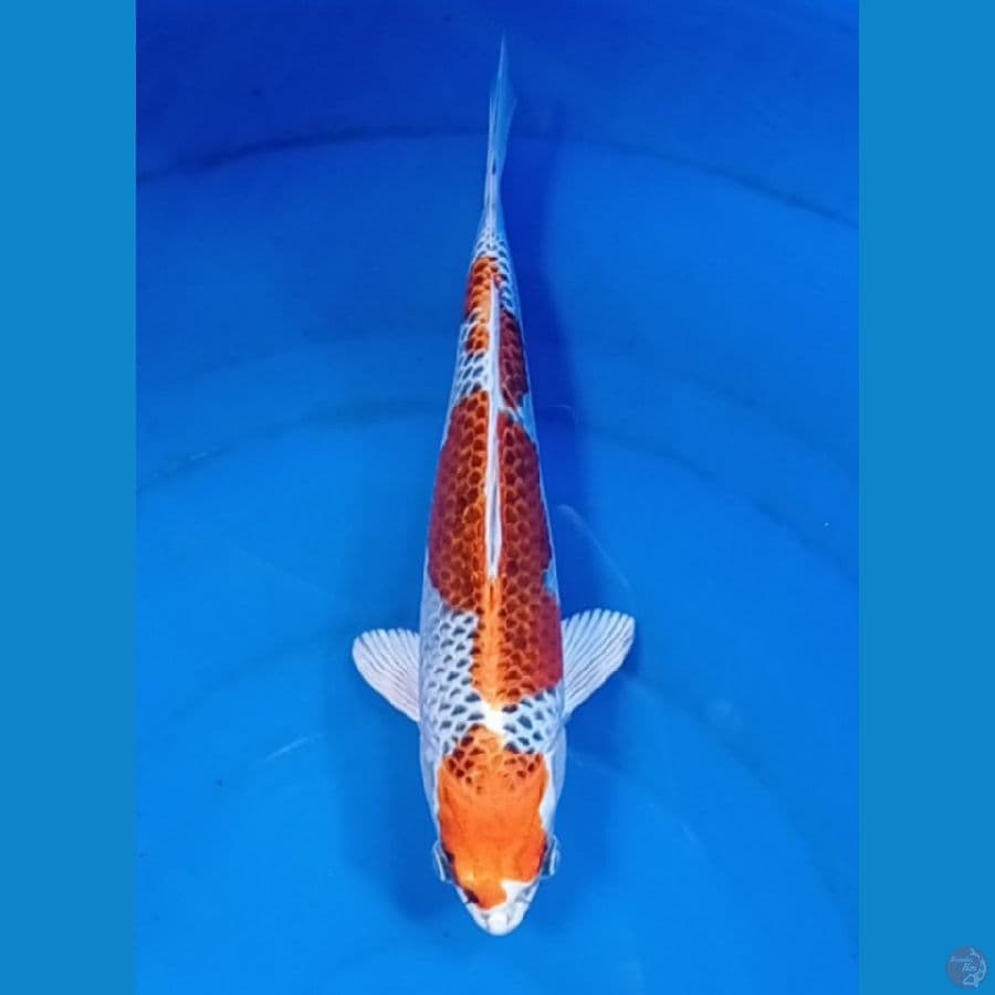 29 cm 