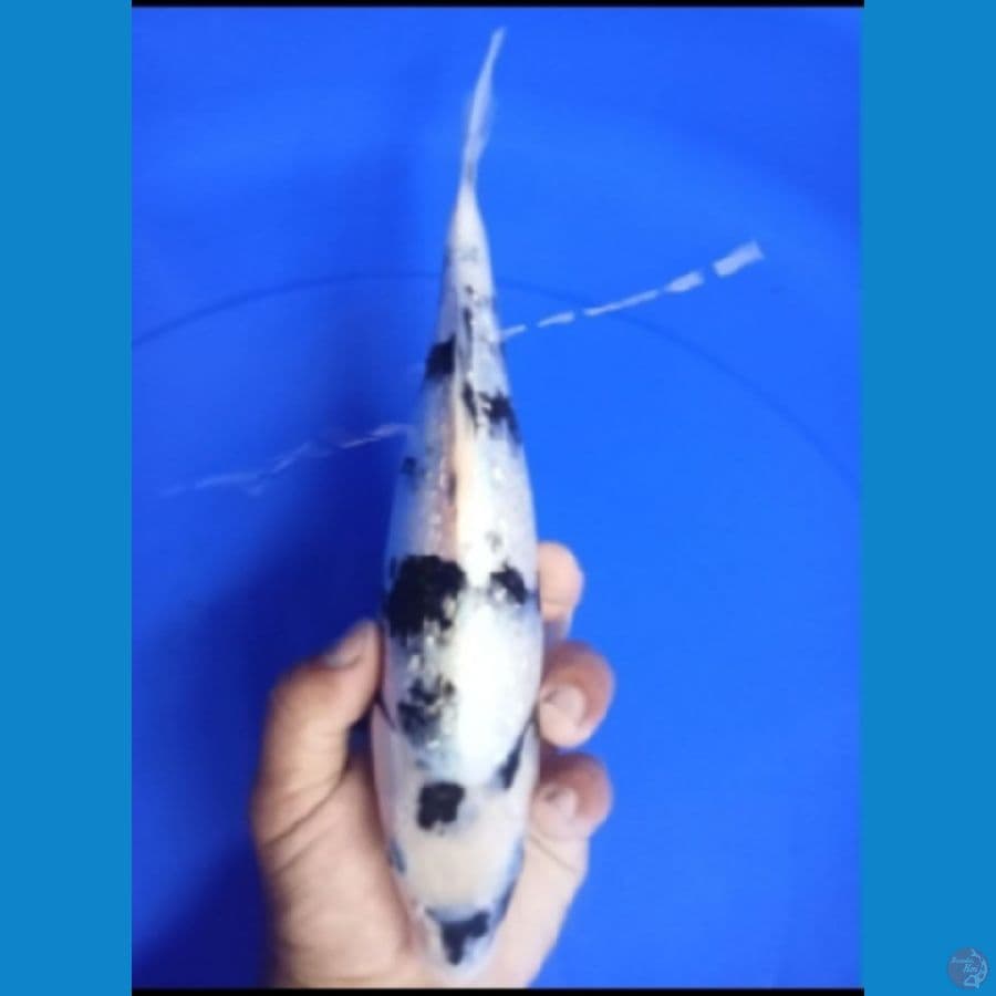 shiro gindrin 28cm