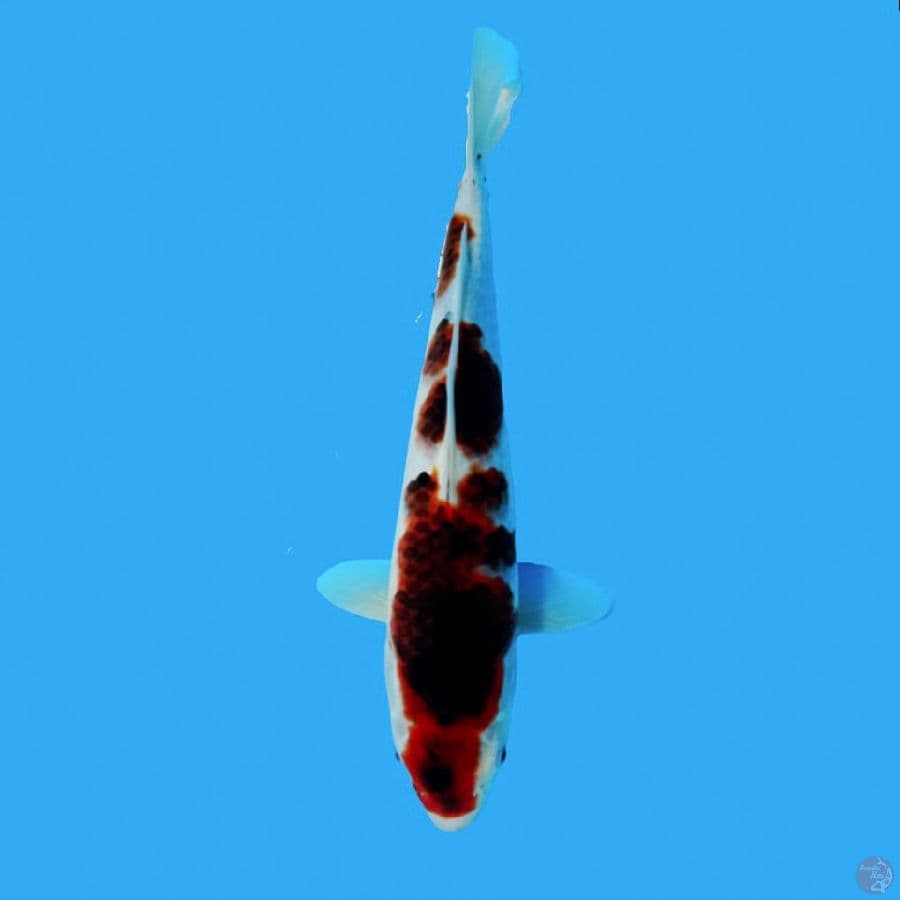 GOROMO 31CM