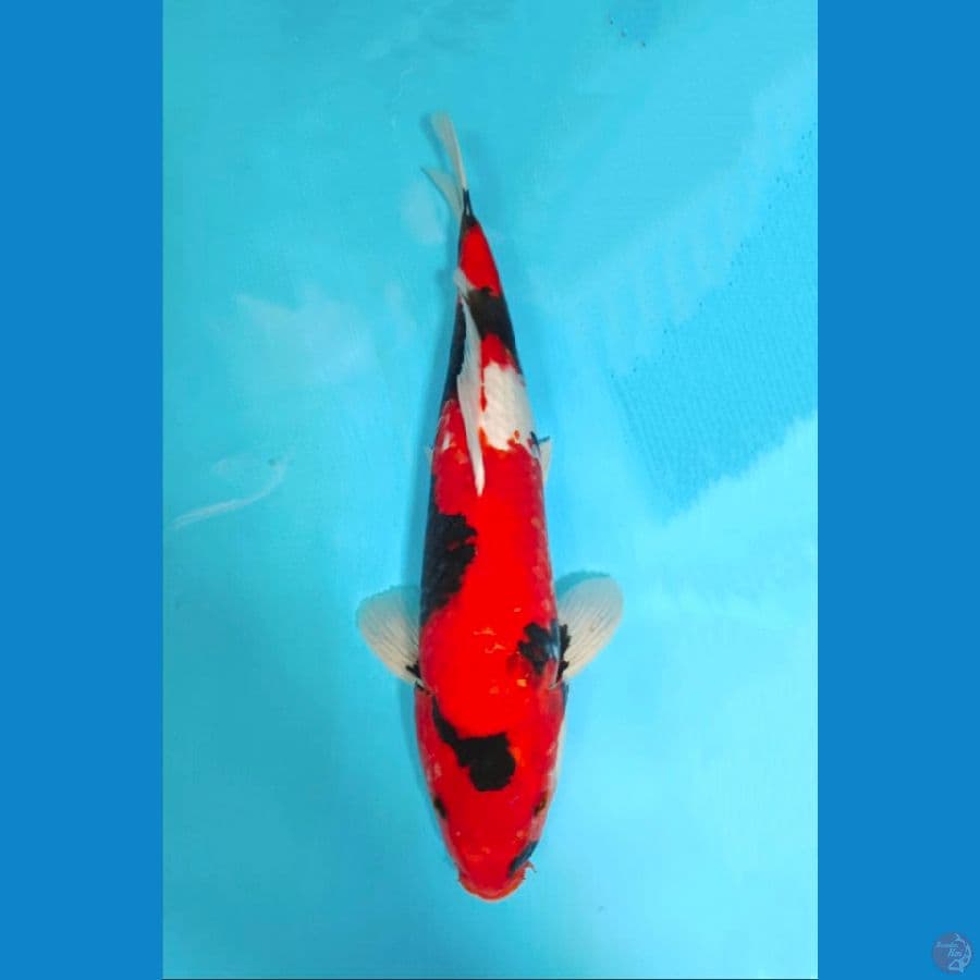 HISHOWA 45CM