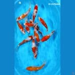 KOHAKU ~ 20-24CM / 13EKOR