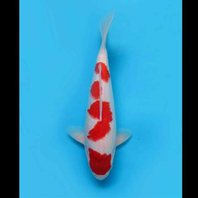 34cm - F1 Kohaku Original Prospek 
