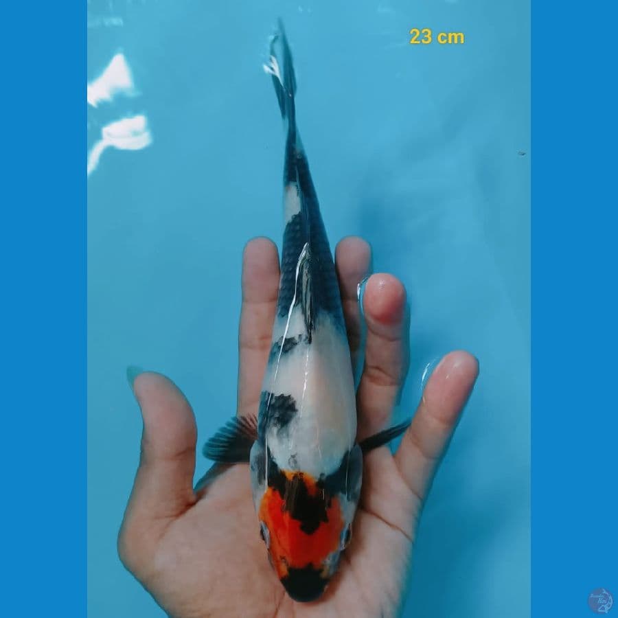 TANCHO SHOWA 23CM ™