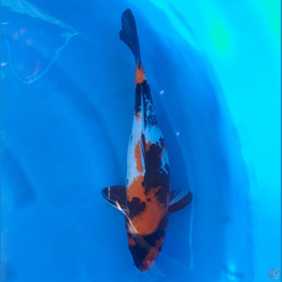 Showa F 36cm