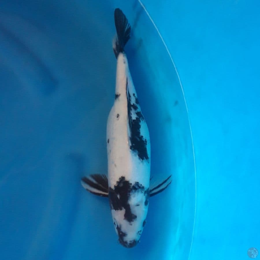 Shiro Female 38cm