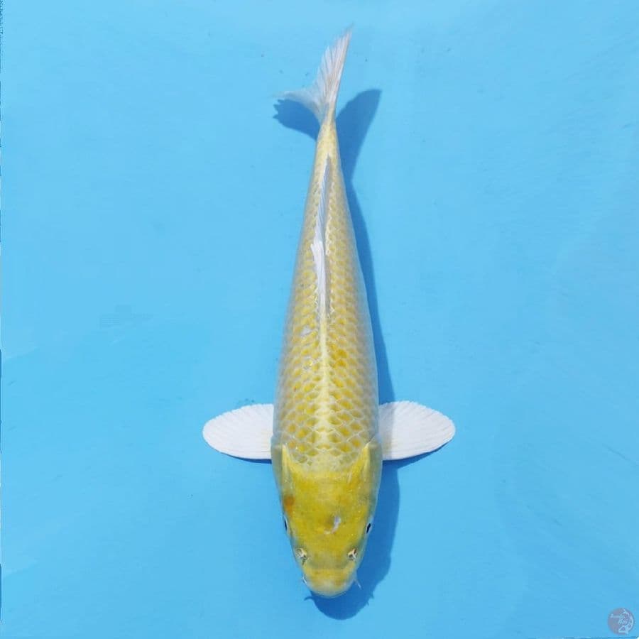 6. OGON 31 CM FEMALE