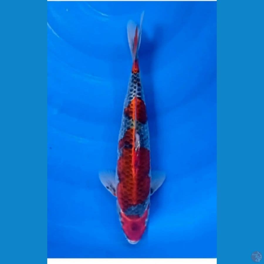 32 cm